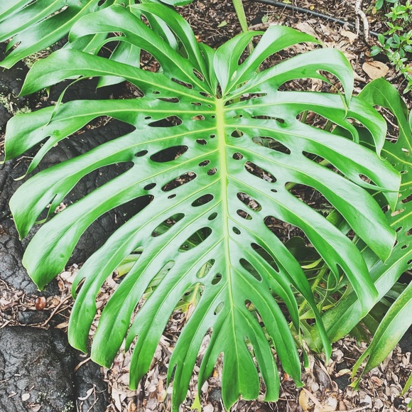 Meet your Posher, Mackensie - Picture 1 of 1